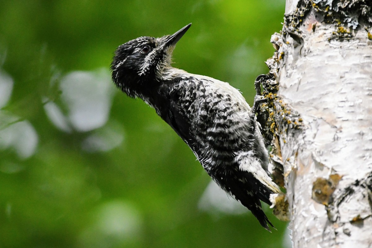 American Three-toed Woodpecker - ML637297613