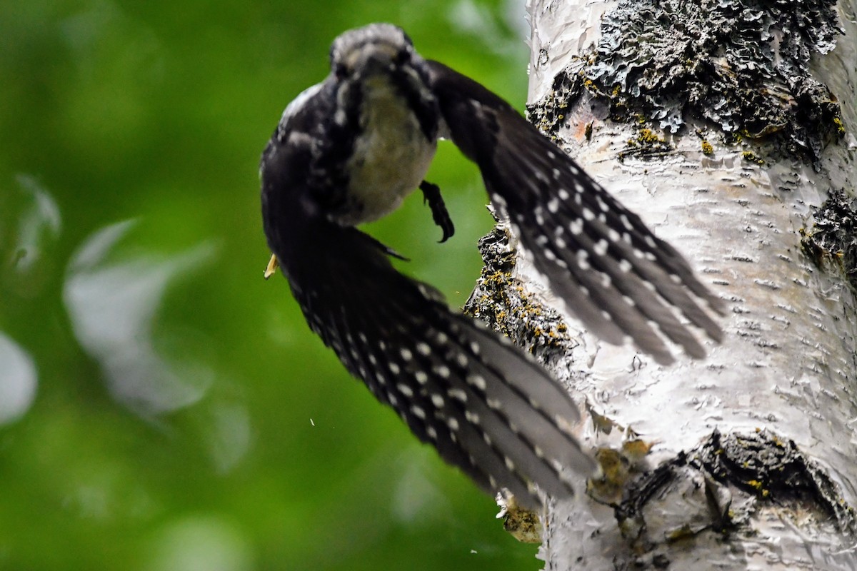 American Three-toed Woodpecker - ML637297614