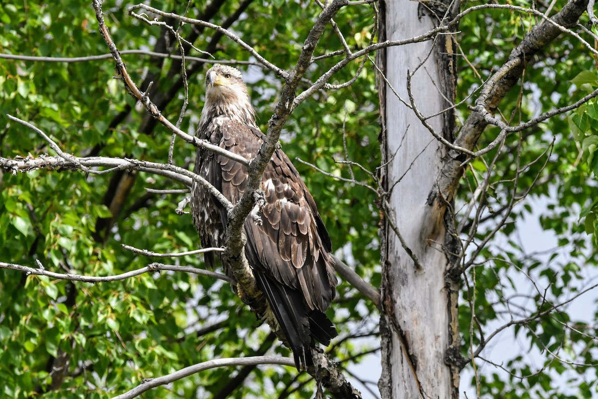 Bald Eagle - ML637297670