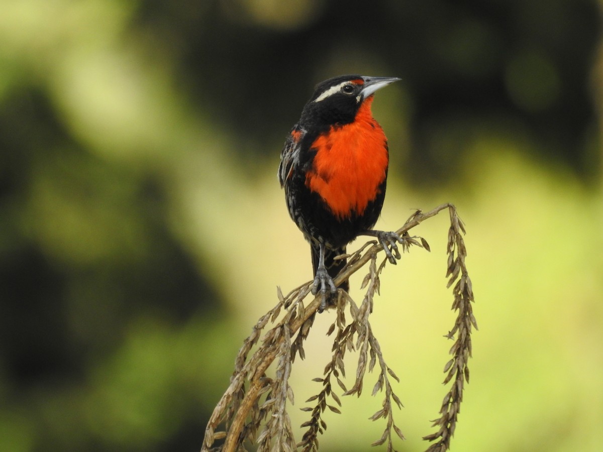 Peruvian Meadowlark - ML637297695