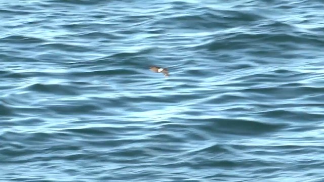 Wilson's Storm-Petrel - ML637297738