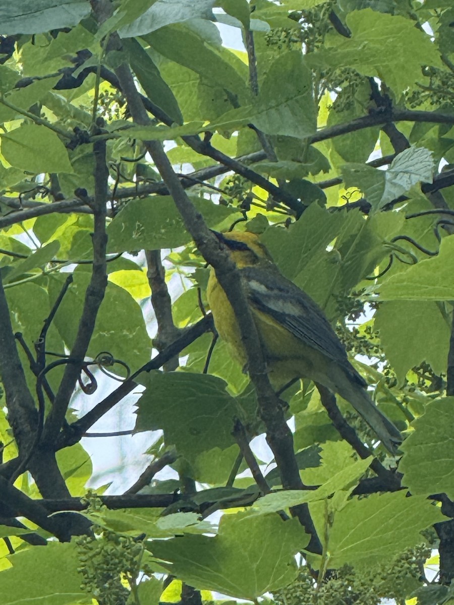 Blue-winged Warbler - ML637297757
