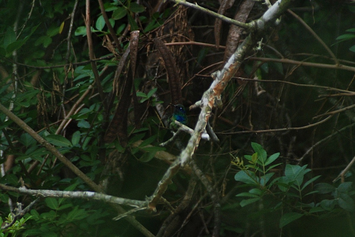 Mexican Violetear - ML637297793