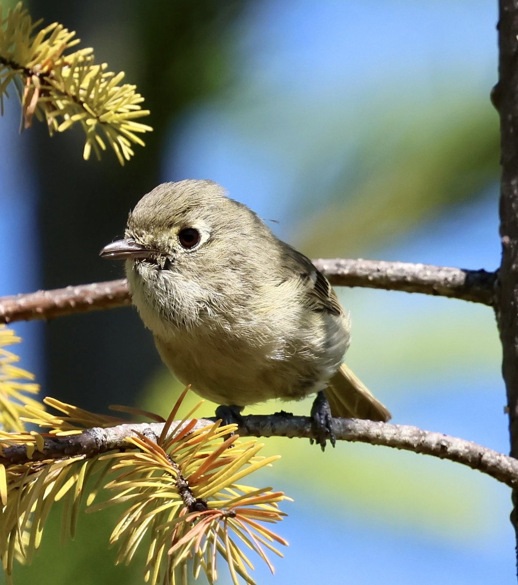 Huttonvireo - ML637297837
