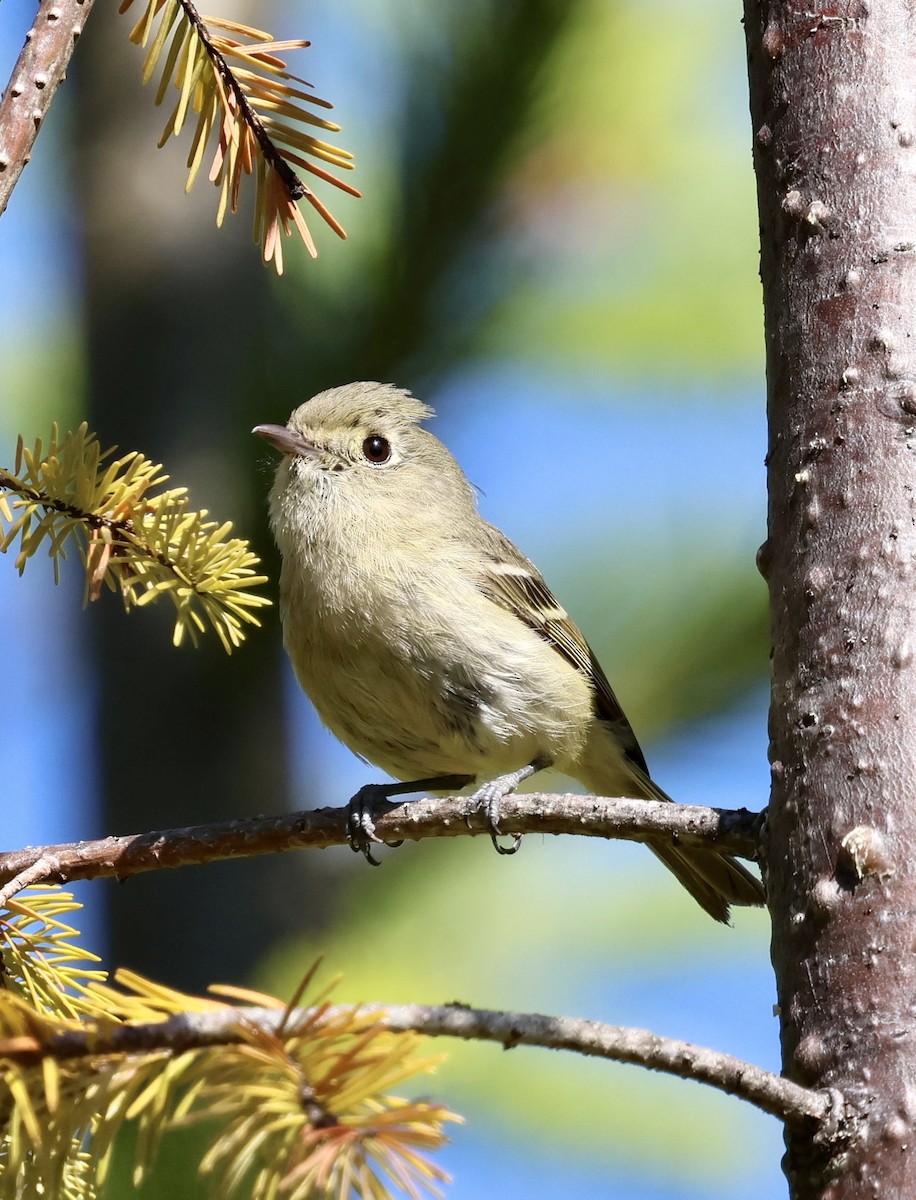 Huttonvireo - ML637297838