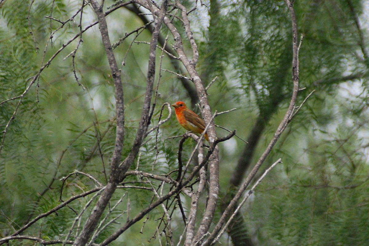 Summer Tanager - ML637297847