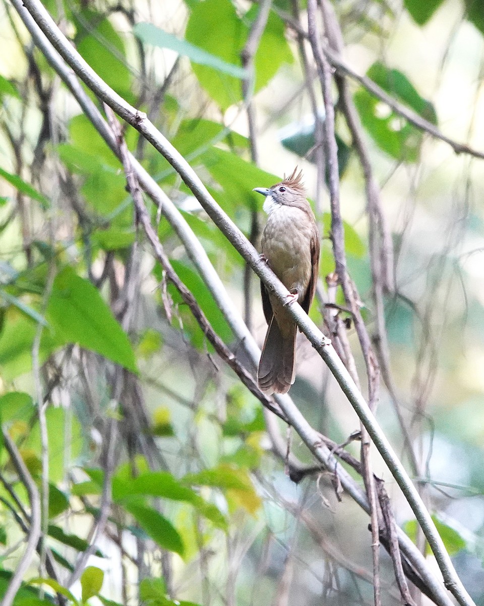 Ochraceous Bulbul - ML637297919