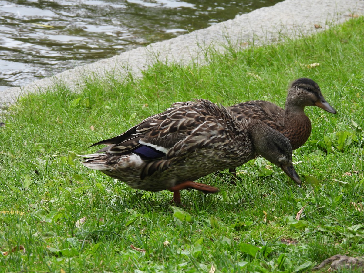 Mallard - ML637297941