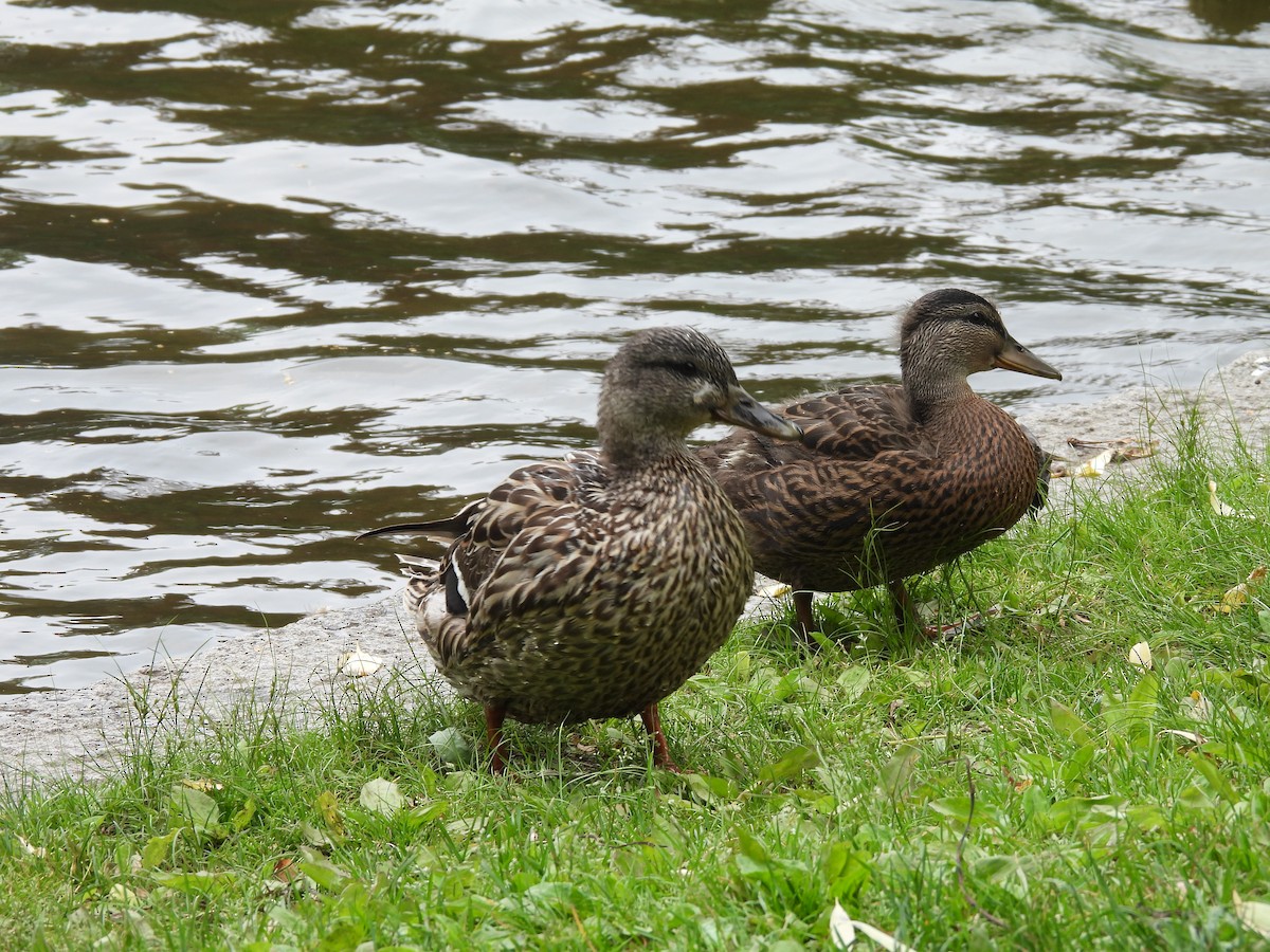 Mallard - ML637297942