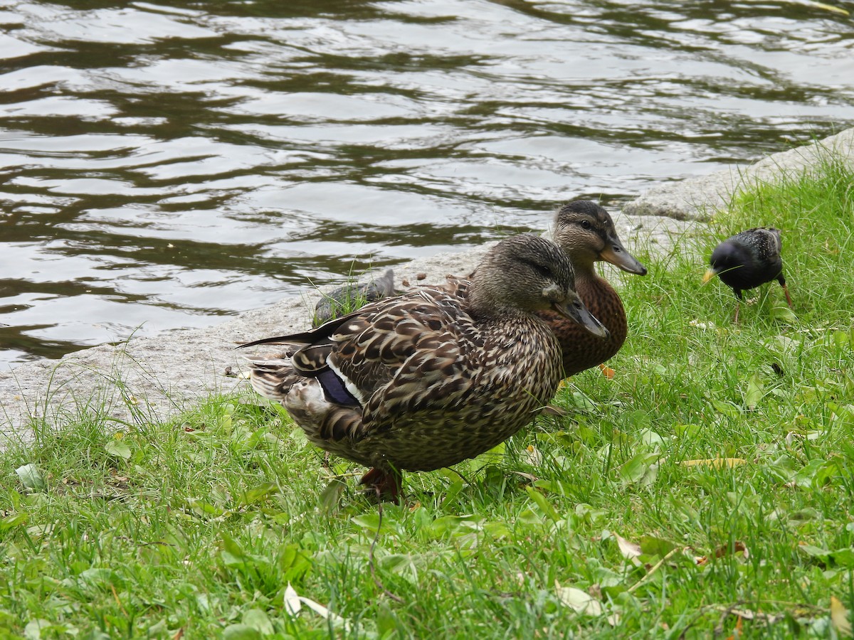 Mallard - ML637297943