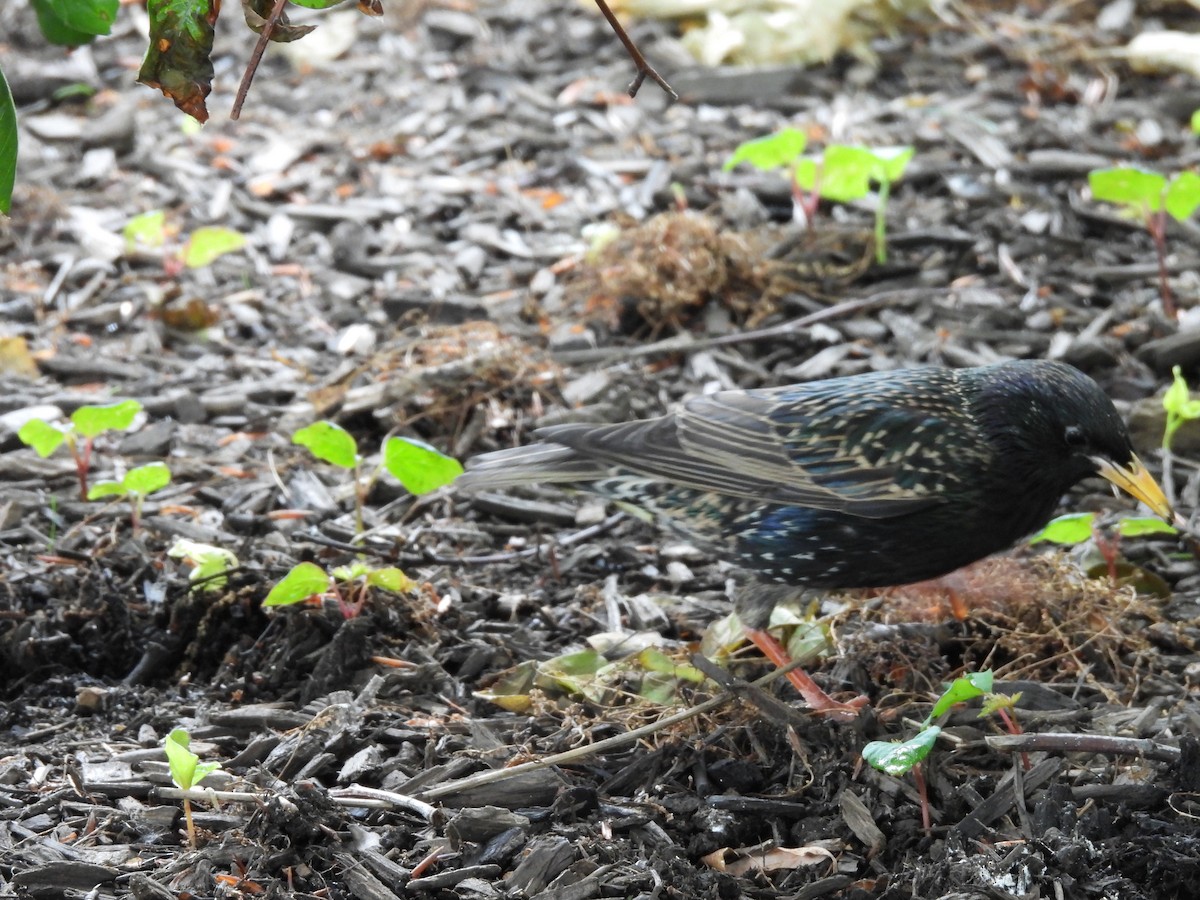 European Starling - ML637297957