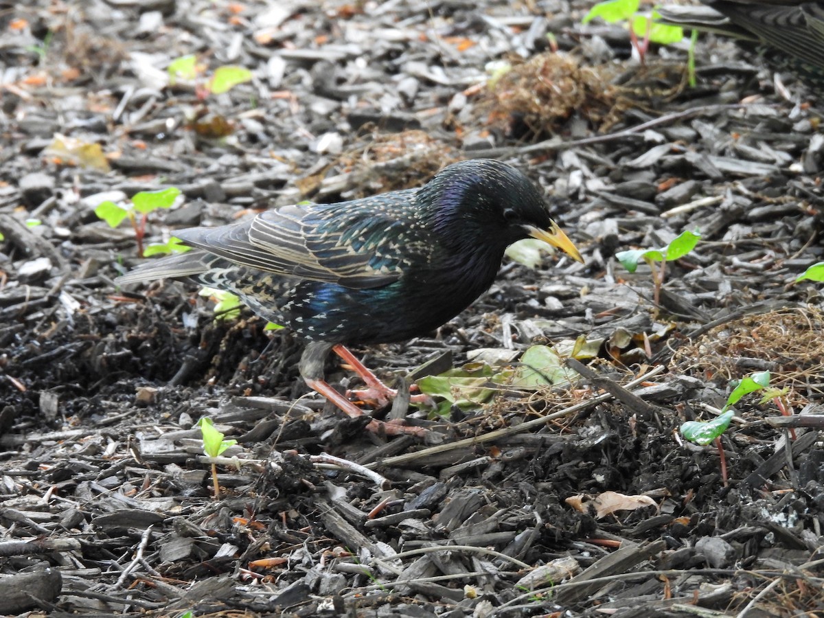 European Starling - ML637297958