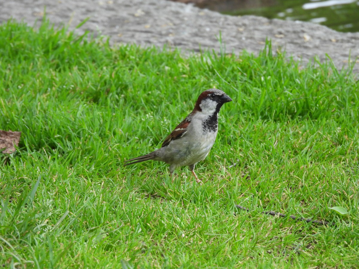 House Sparrow - ML637297966