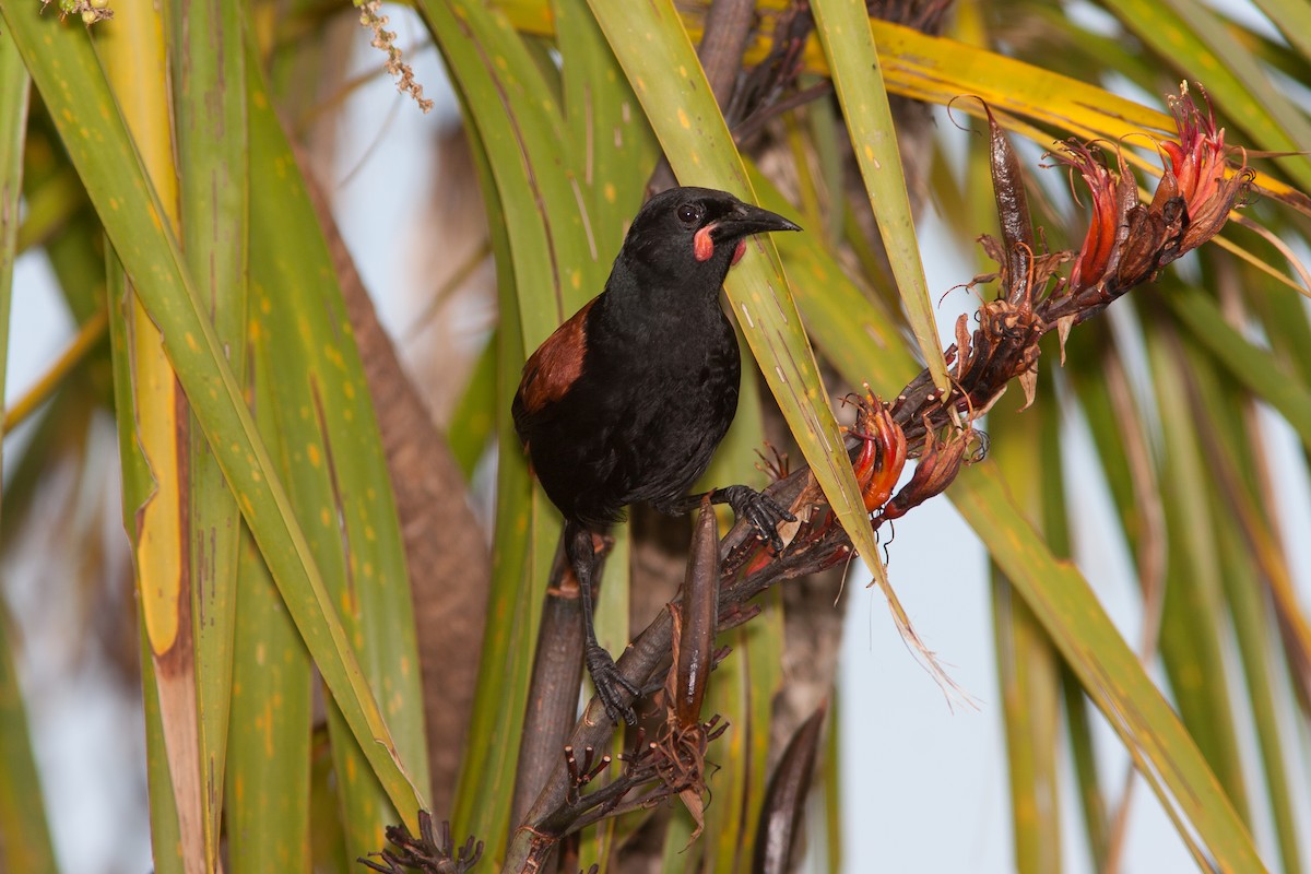 North Island Saddleback - ML637297969