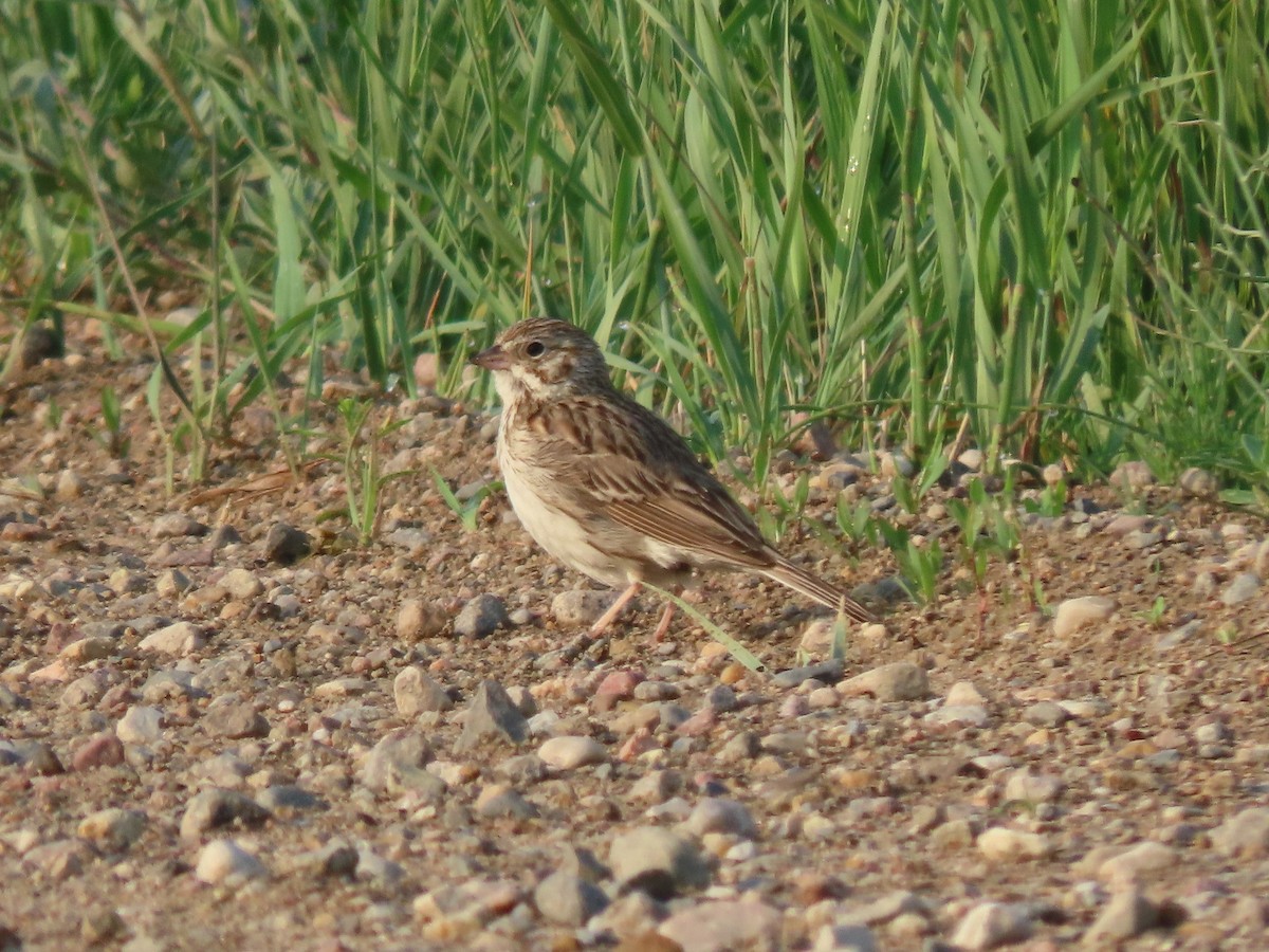 Vesper Sparrow - ML637298005