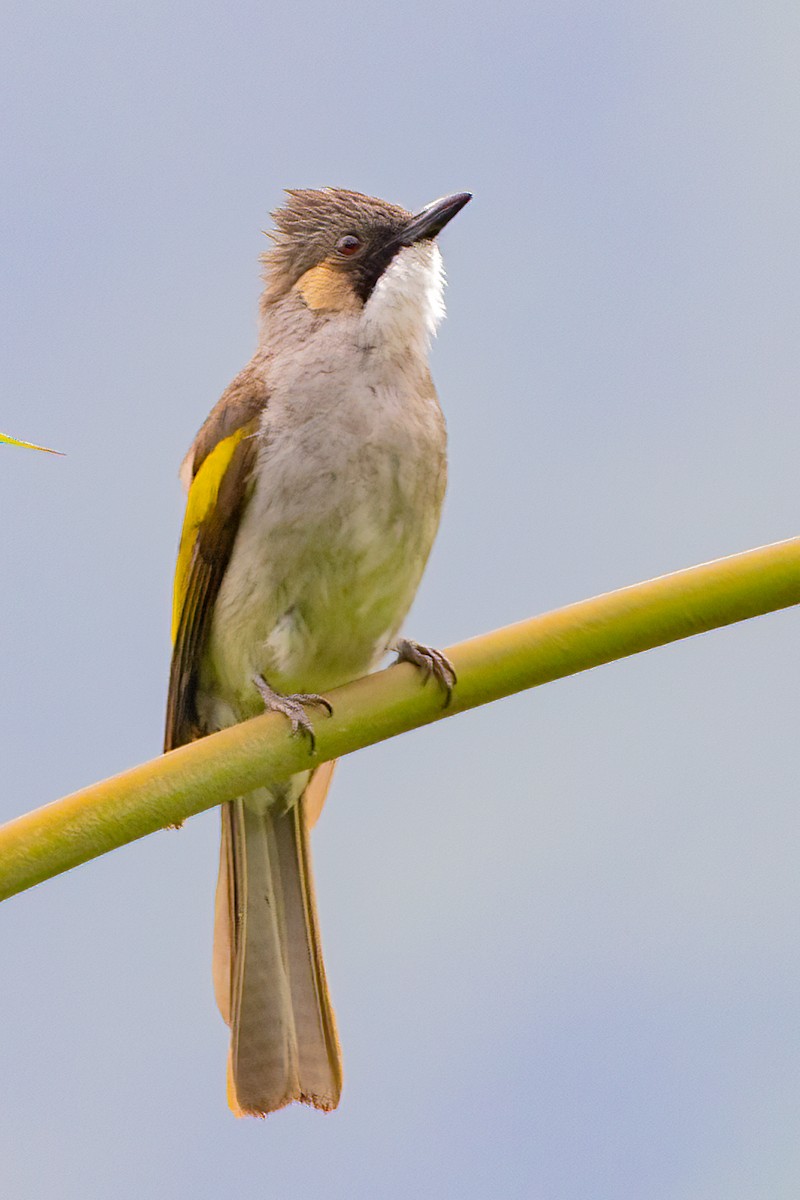 Ashy Bulbul - ML637298007