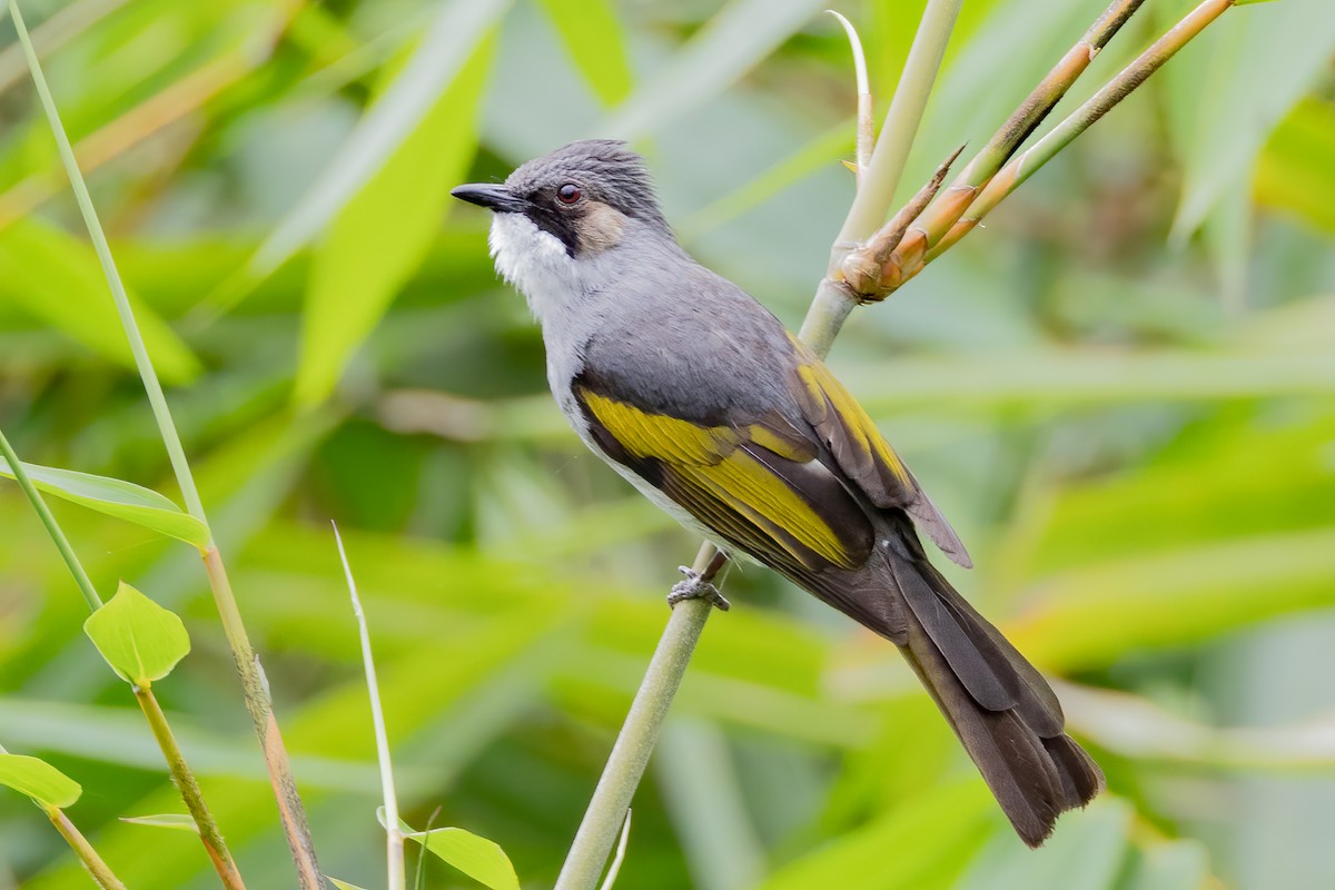 Ashy Bulbul - ML637298009