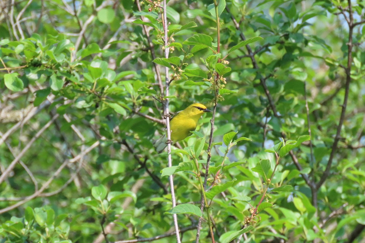 Blue-winged Warbler - ML637298071