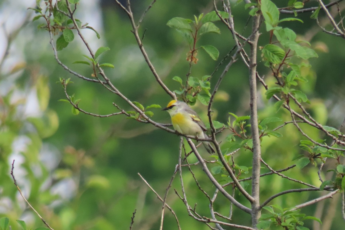 Brewster's Warbler (hybrid) - ML637298088