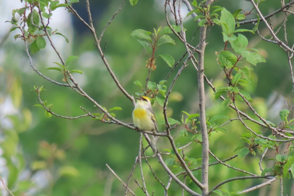 Brewster's Warbler (hybrid) - ML637298089