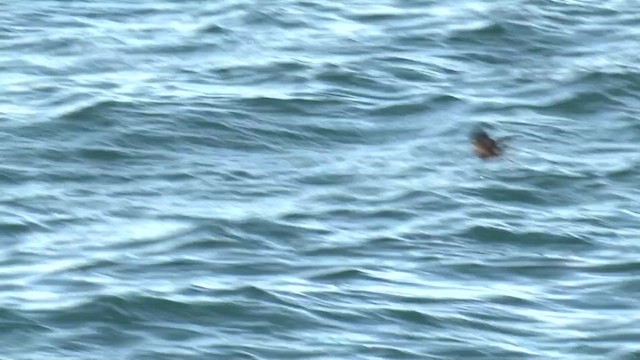 Wilson's Storm-Petrel - ML637298123