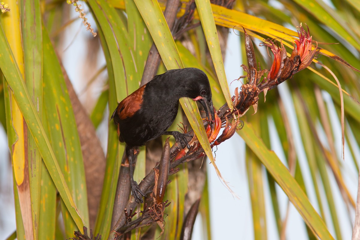 North Island Saddleback - ML637298134