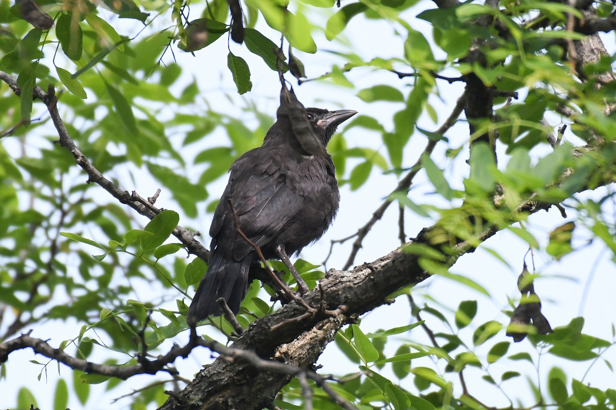 Common Grackle (Florida/Purple) - ML637298206