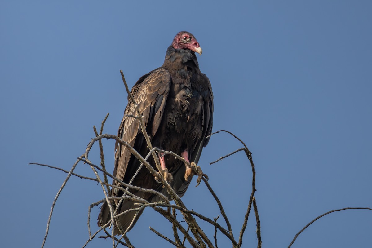 Turkey Vulture - ML637298217