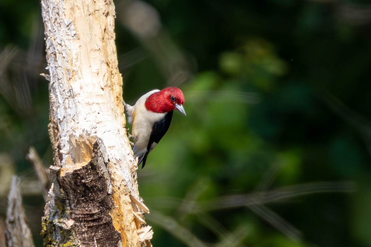 Red-headed Woodpecker - ML637298227