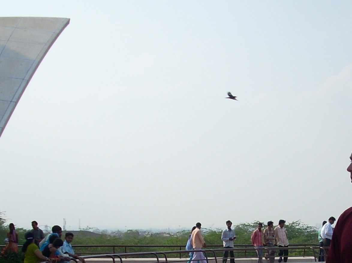 Ягаан тодол - ML637298276