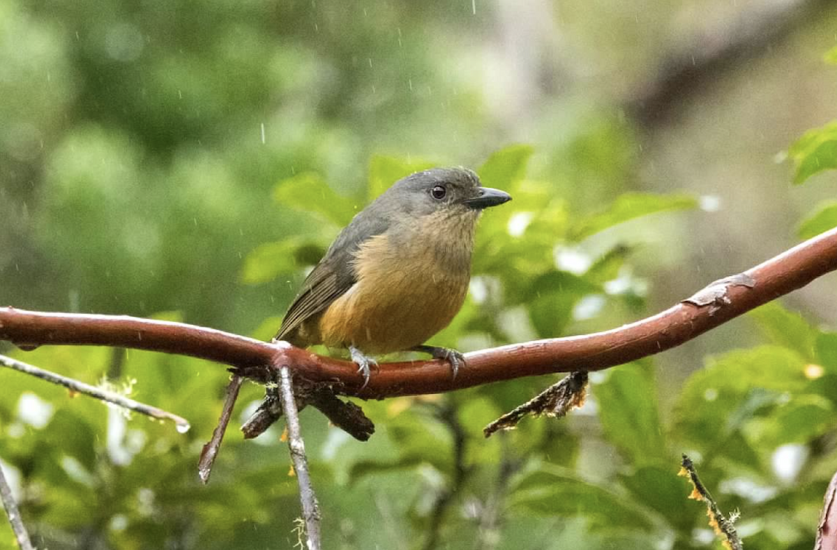 Bower's Shrikethrush - ML637298285