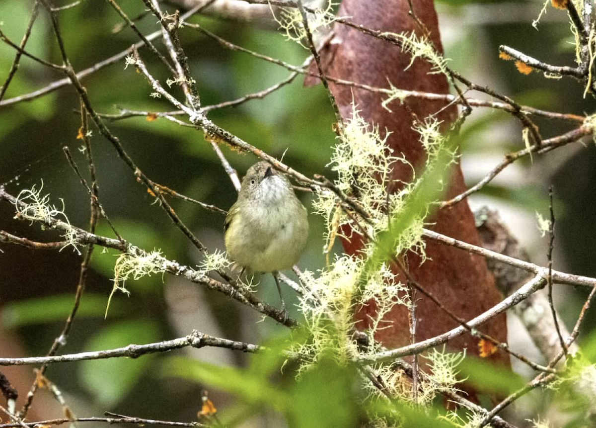 Mountain Thornbill - ML637298288