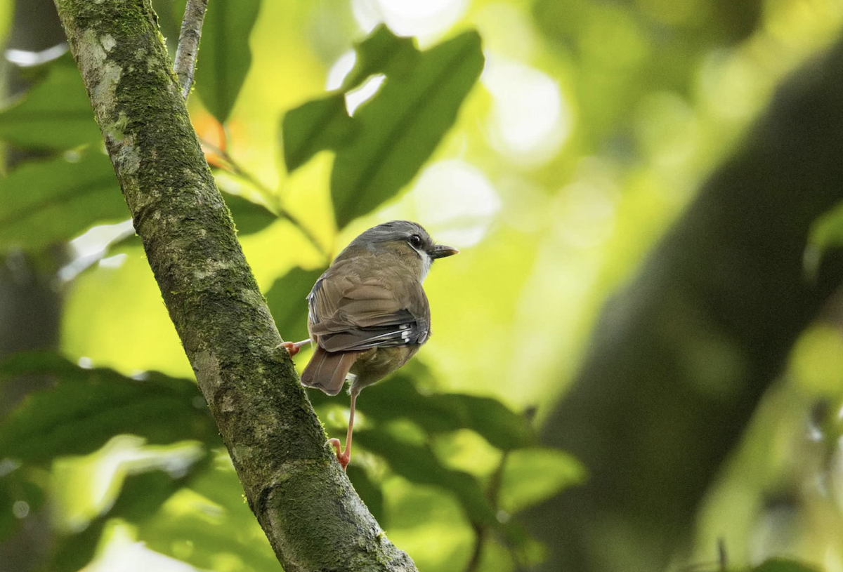 Gray-headed Robin - ML637298297