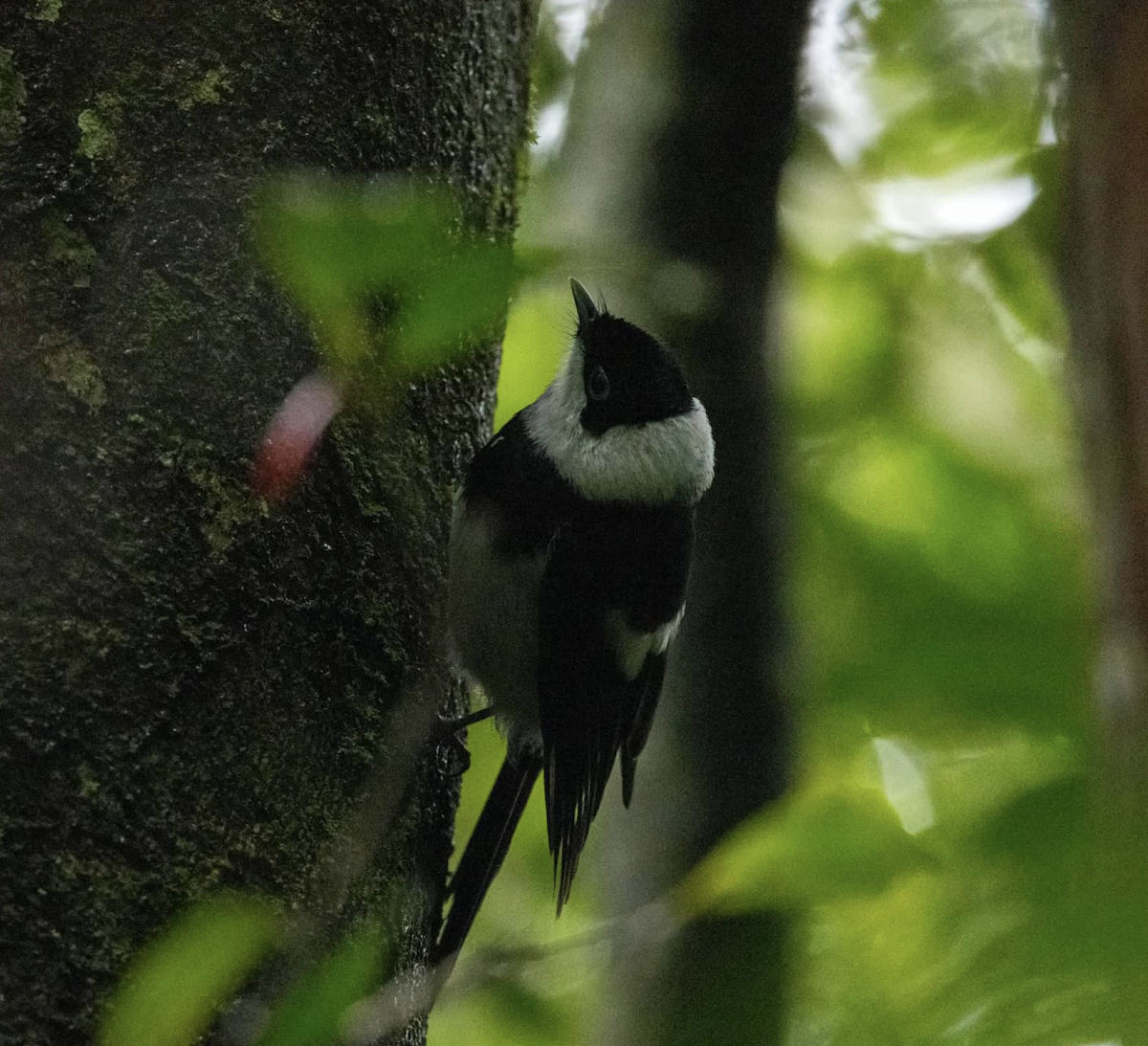 Pied Monarch - ML637298299