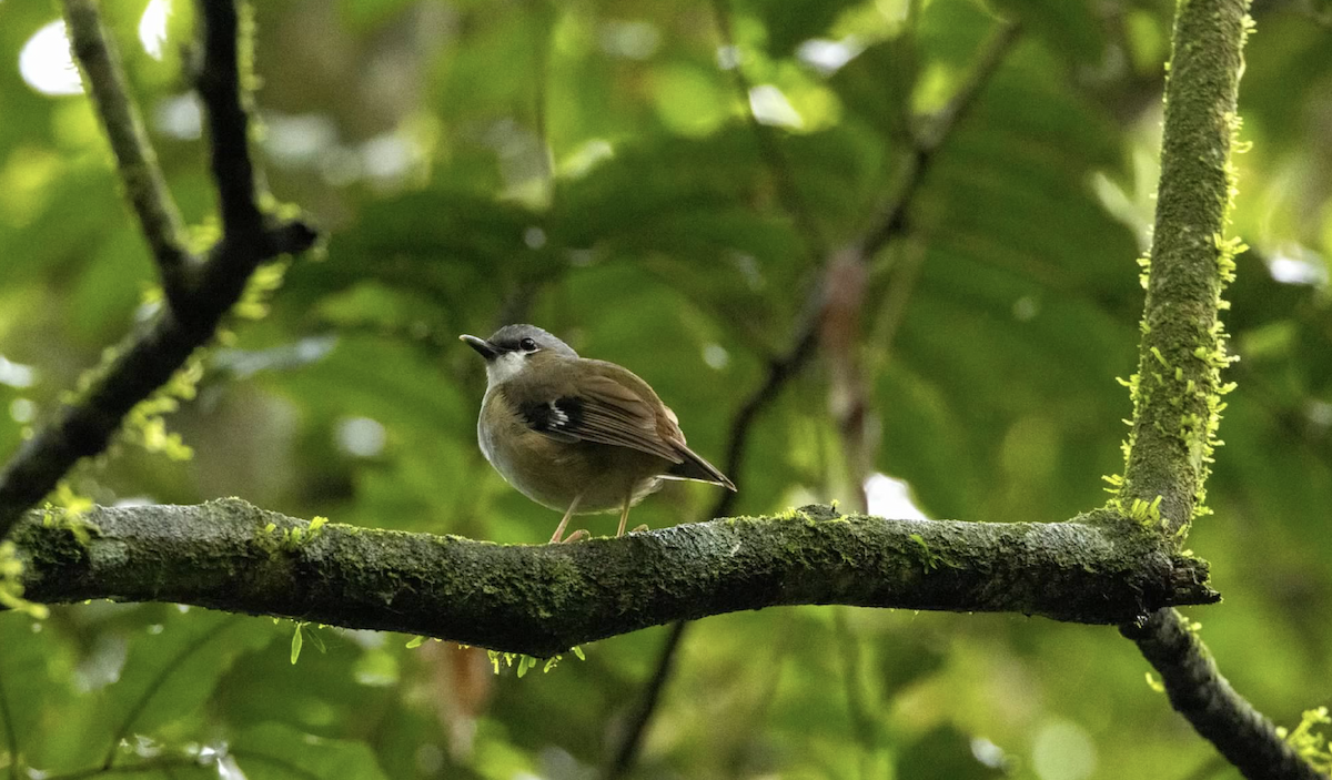 Gray-headed Robin - ML637298300