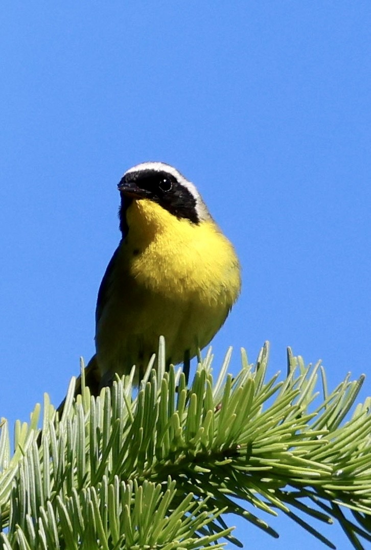 Weidengelbkehlchen - ML637298360
