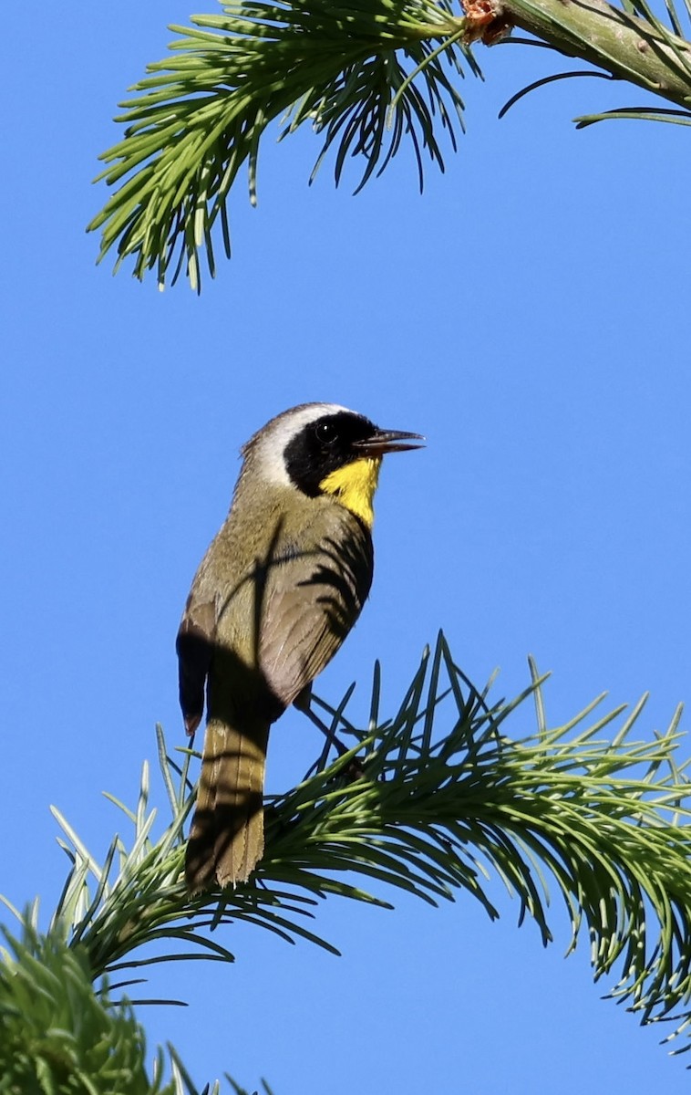 Weidengelbkehlchen - ML637298361