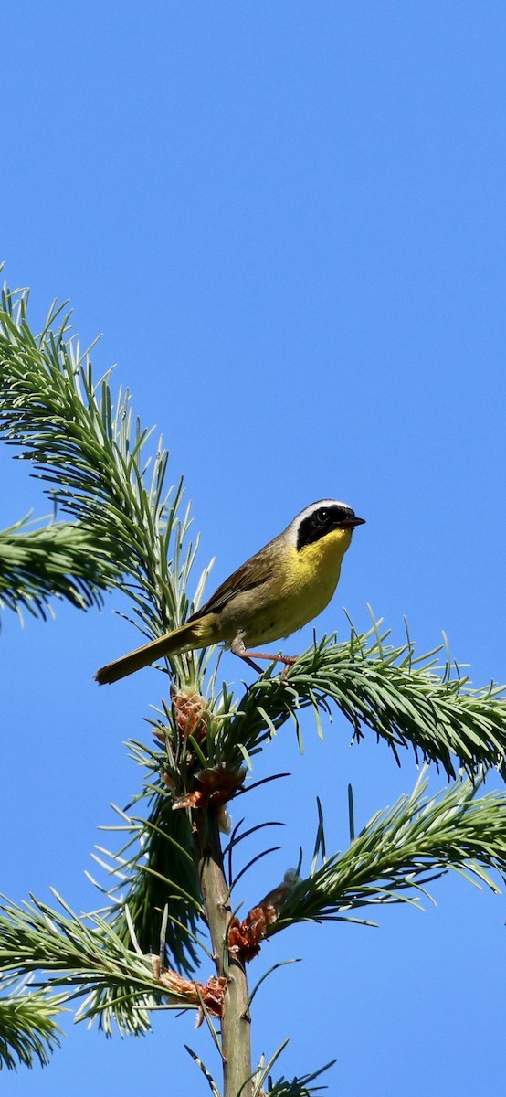 Weidengelbkehlchen - ML637298362