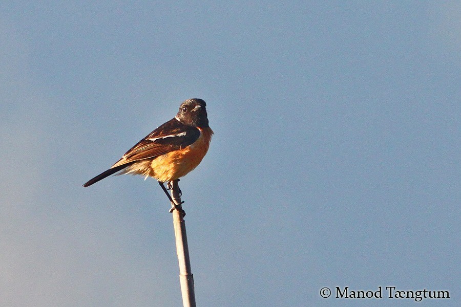 Siberian Stonechat (Przevalski's) - ML637298372