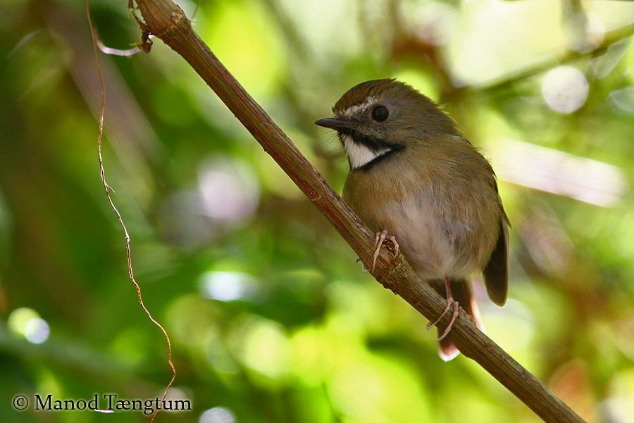 White-gorgeted Flycatcher - ML637298414