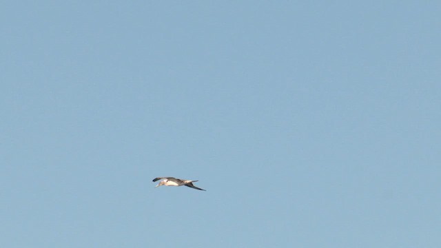 Australasian Gannet - ML637298510