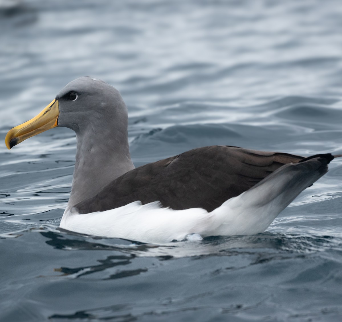 Chatham Albatross - ML637298562