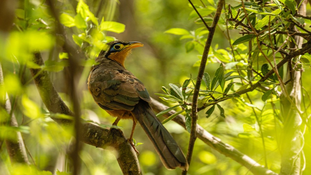 Lesser Ground-Cuckoo - ML637298617