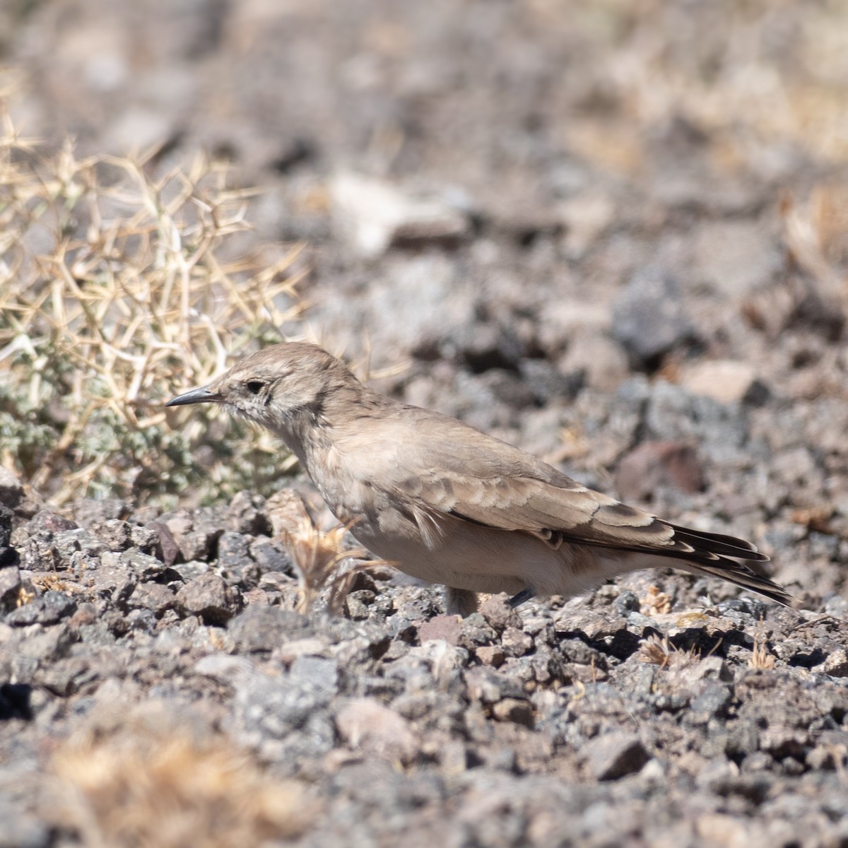 Creamy-rumped Miner - ML637298666
