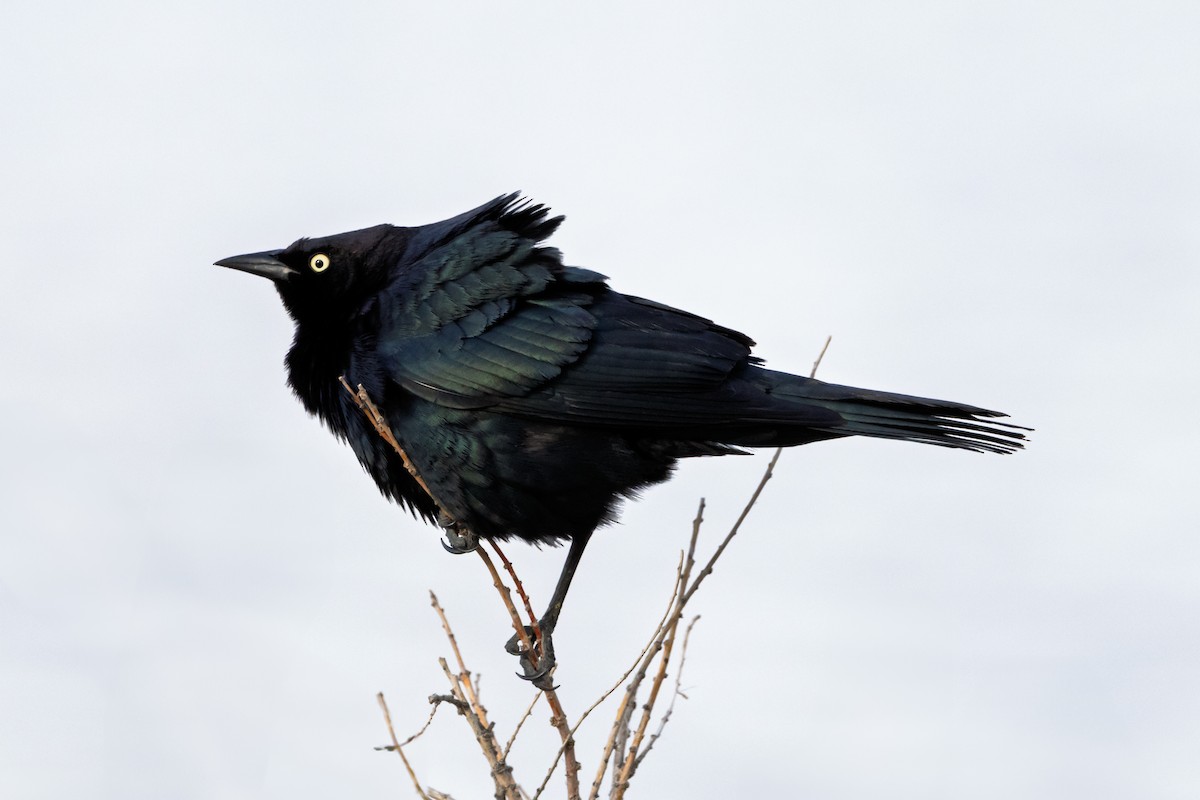 Brewer's Blackbird - ML637298700
