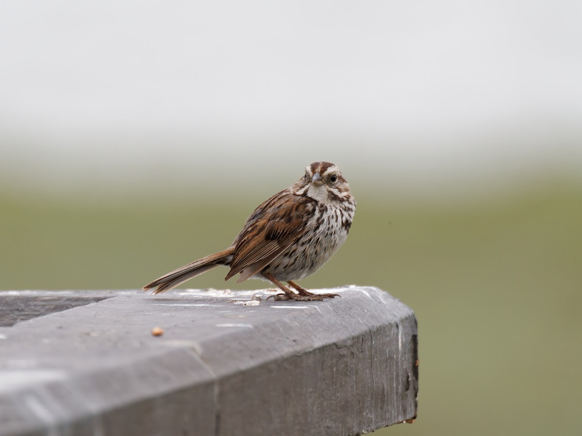 Song Sparrow - Rodrigo Dueñas
