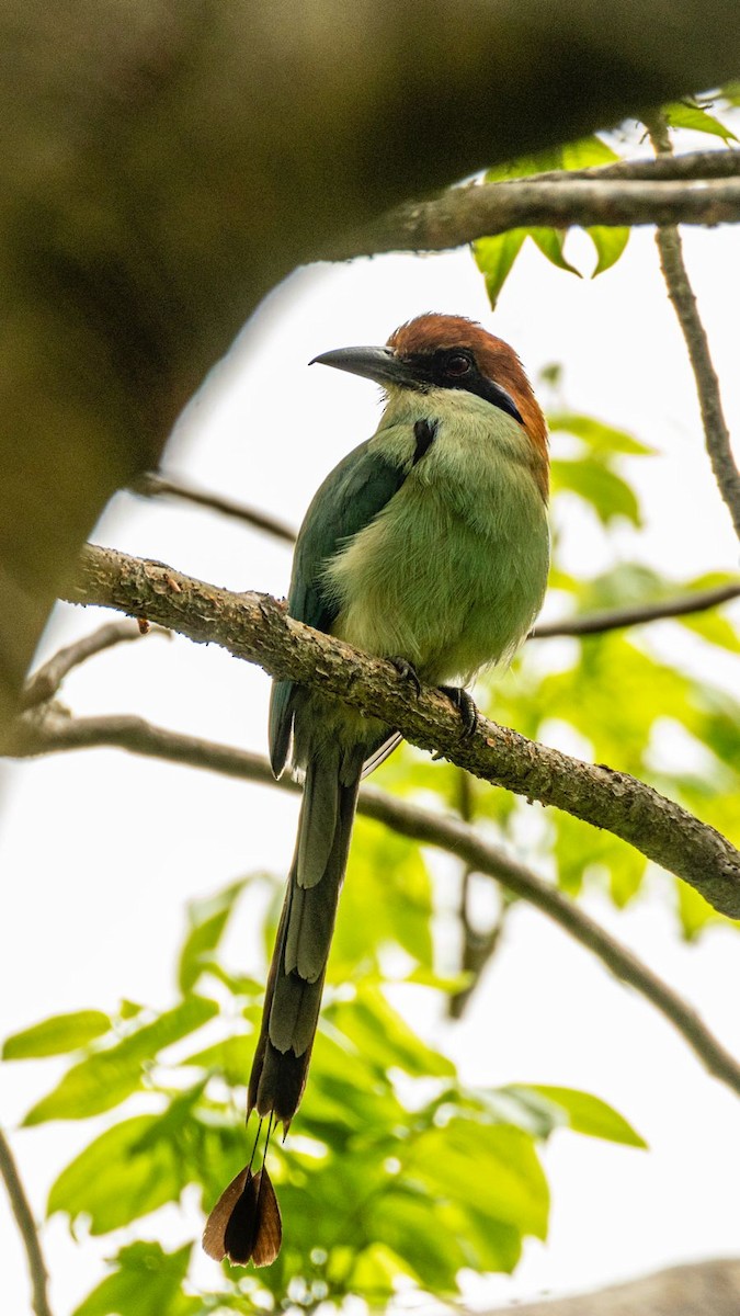 Russet-crowned Motmot - ML637298727