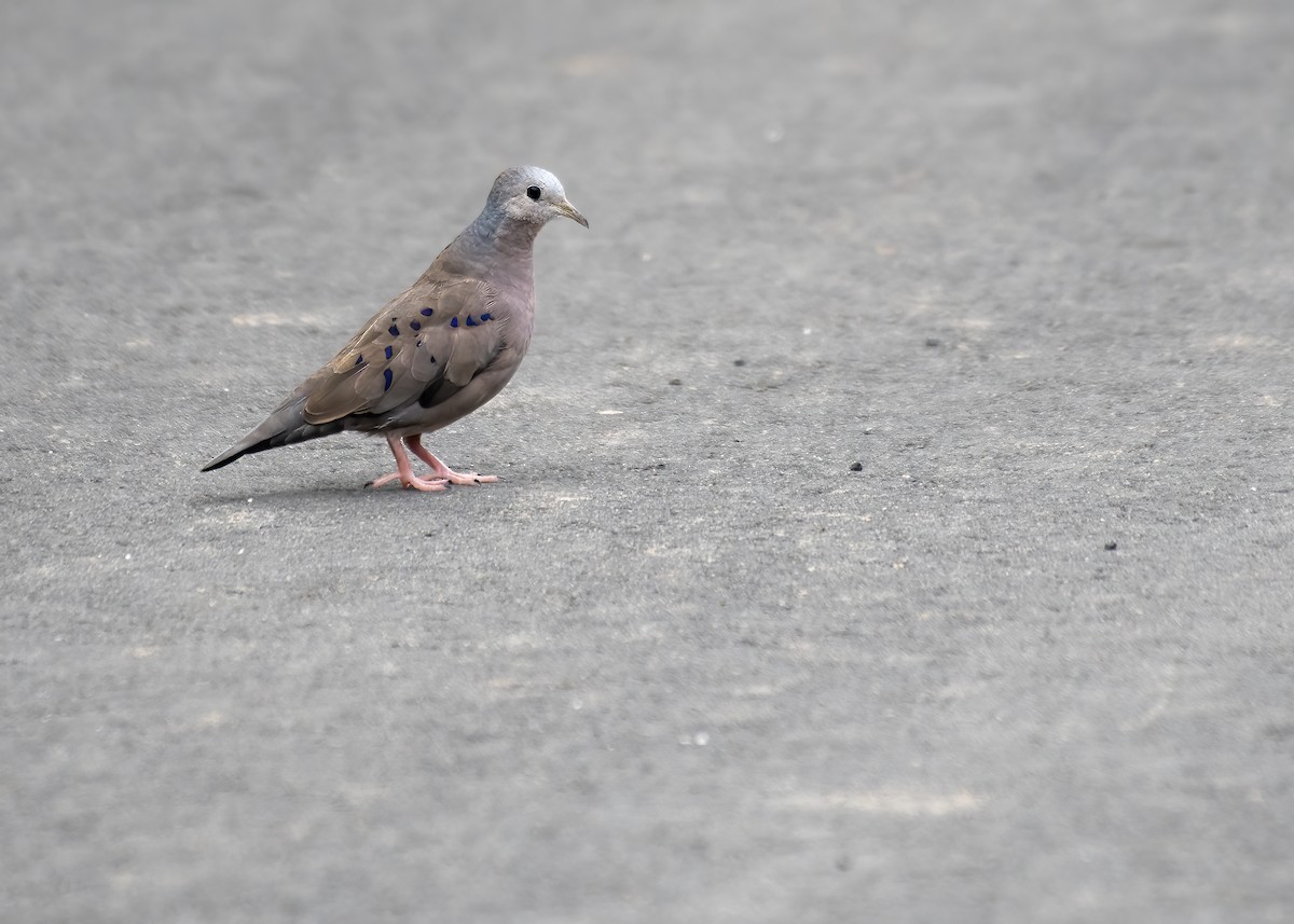Plain-breasted Ground Dove - ML637298804