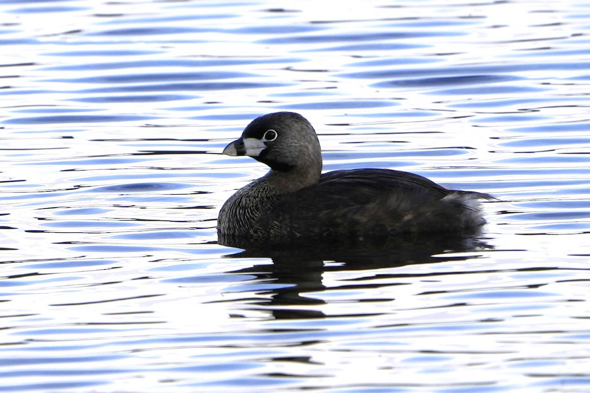 Pied-billed Grebe - ML637298832