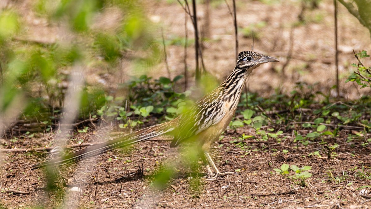 Lesser Roadrunner - ML637298864